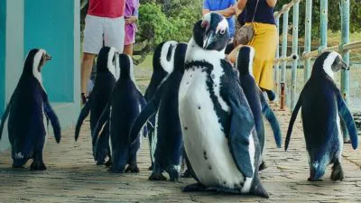 Netflix se ‘Penguin Town’ is ’n waggel-waggel&nbsp;TV-troos